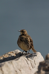David Plant Photography - Wildlife Photography - Rock pipit - B